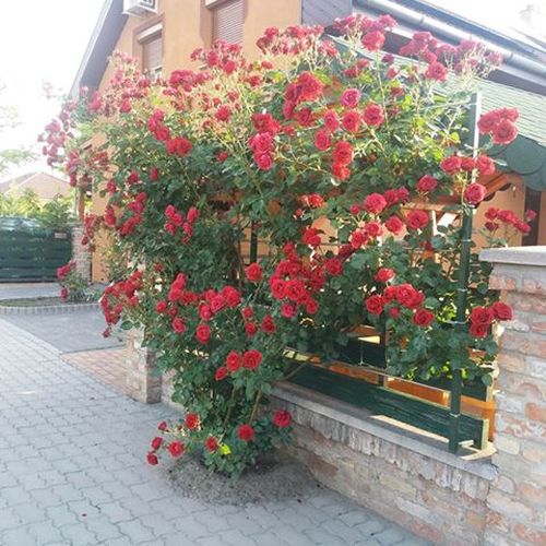 Ciemnoczerwony - Róże pienne - z kwiatami bukietowymi - korona zwisająca